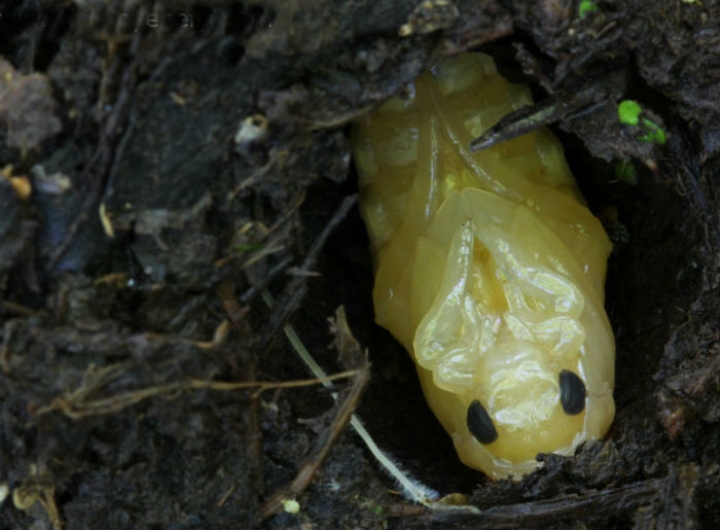 Bess Beetle pupa